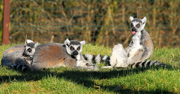 Lemur, Maki 's, zoogdieren, Lemur catta, Wezelmaki, dier, zitten