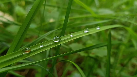 close-up, dewdrops, droplets, drops of water, ecology, environment, fresh