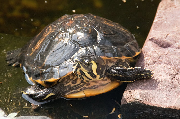 water turtle, garden, yellow cheek, turtle, animal, reptile, tortoise
