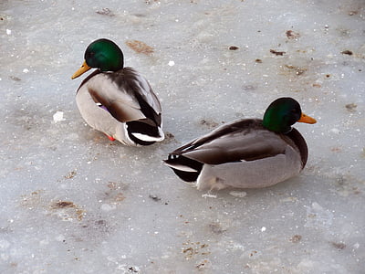 ducks, ice, winter, frozen, pond, lake, cold