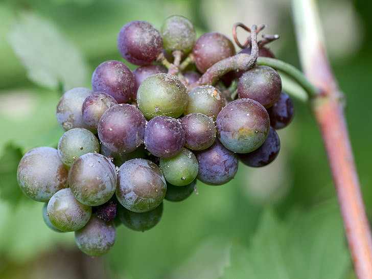 raisins, fruits, rouge, viticulture, immatures