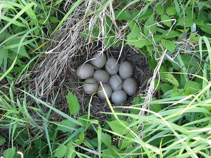 nido di anatra, uova, specie sconosciute, Duck e l'isola, Lago di roccia di cervi, Ontario, Canada