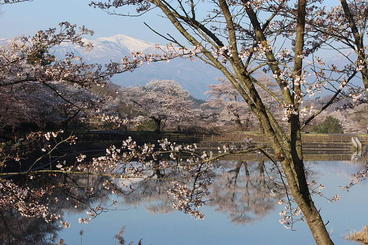 Chaja marsh park, wiśnia, Watari, Azumayama, Fukushima