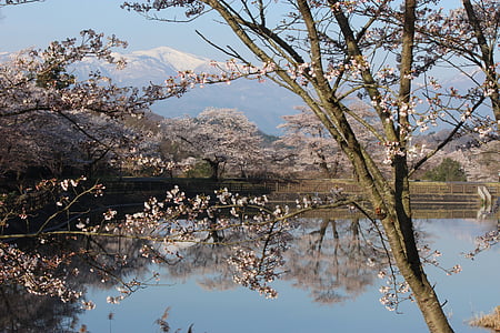Parc des marais Chaya, cerise, Watari, Azumayama, Fukushima
