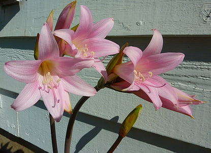 Lily, merah muda, bunga, bunga, bunga, alam, Taman
