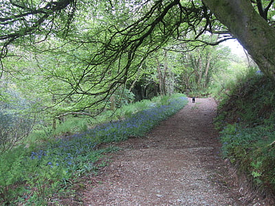 威尔士, 步行, 路径, 蓝铃花, 跟踪, 行走, 景观
