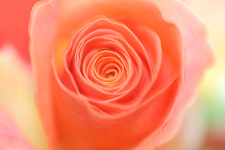 flor, floración, color de rosa, naturaleza, flor, English rose, flor color de rosa-