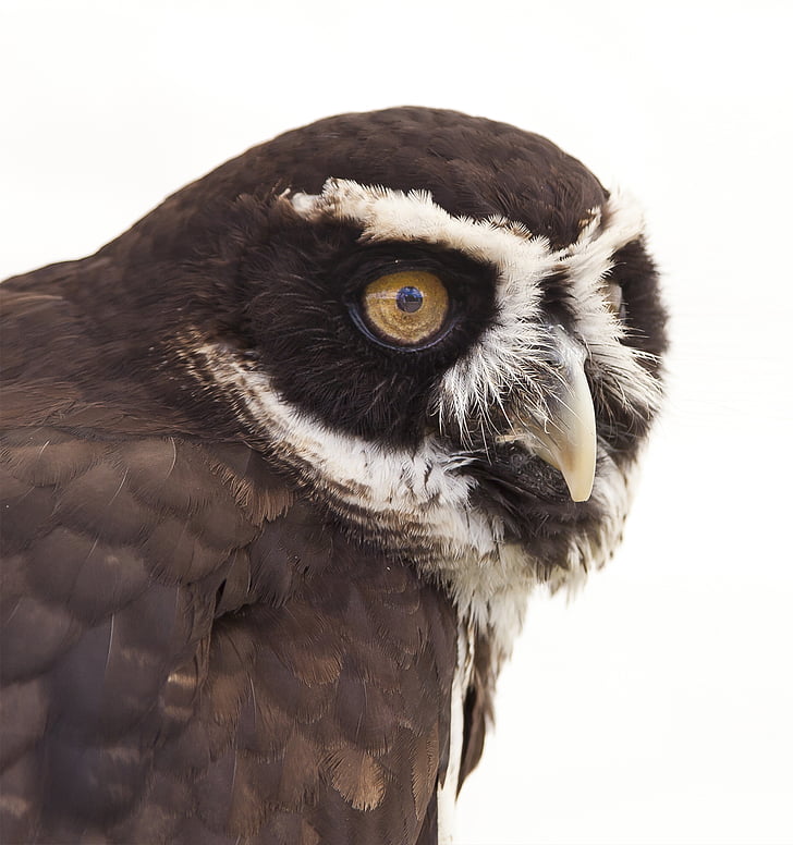 animal, animal photography, bird, close-up, owl, wildlife, bird of Prey