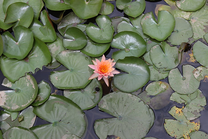 Lily, water, bloem, natuur, plant, Lotus, aquatische