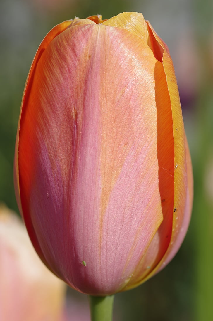Tulip, Orange, merah, Piala, kelopak, bunga, makro