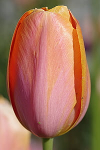 Tulip, orange, rouge, Coupe, les pétales, fleur, macro