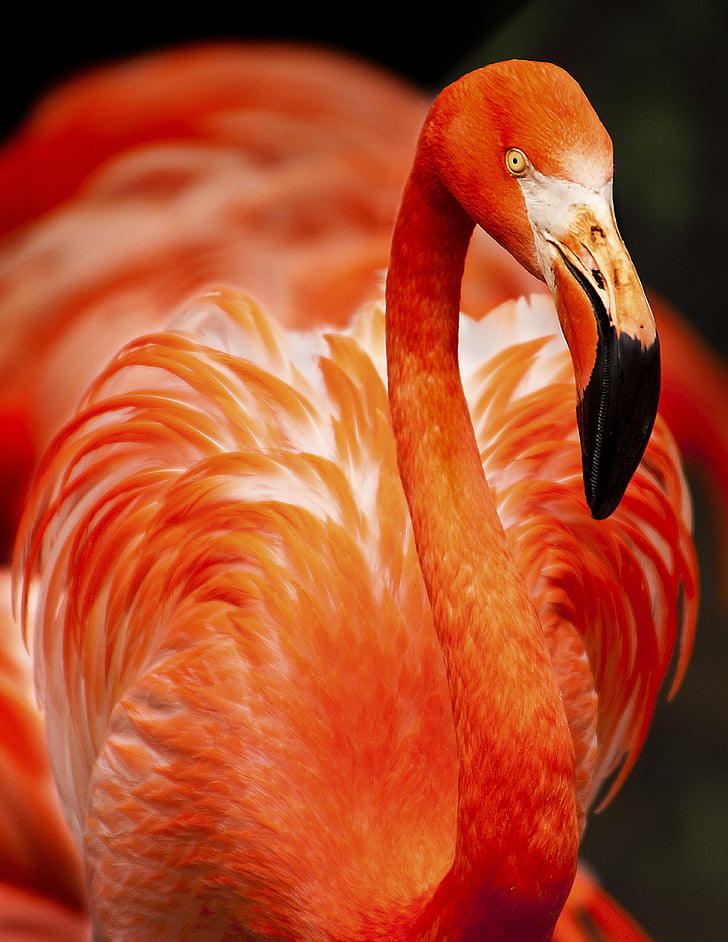 animal, avian, beak, beautiful, bird, feathers, flamingo