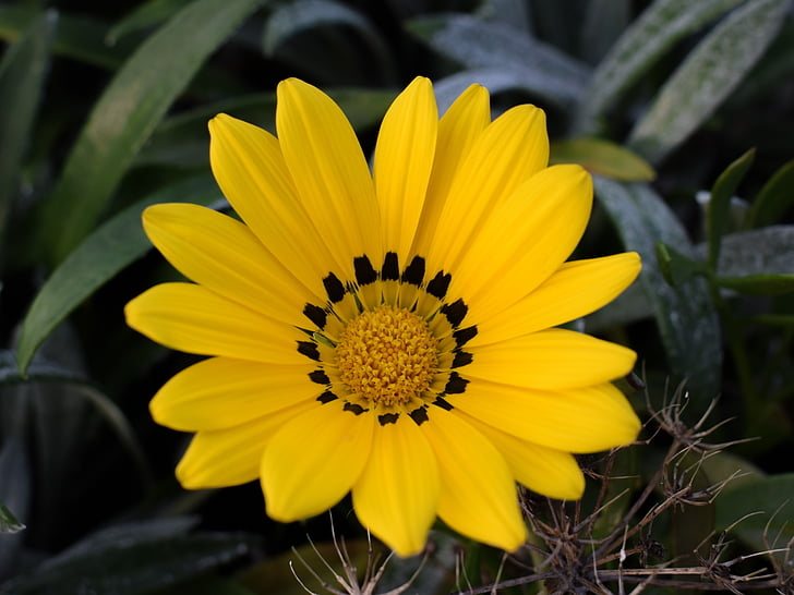 Gazània, Margarida, flor, groc, natura, planta, flor