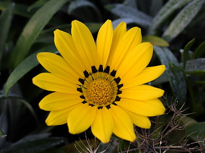 Gazania, Daisy, fleur, jaune, nature, plante, Blossom