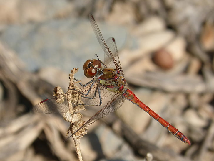 Dragonfly, annulata trithemis, Ma odonado, tiibadega putukas, filiaali, putukate, loodus