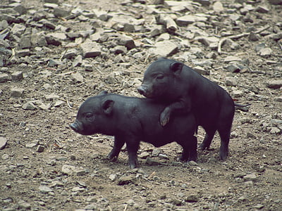 porco, porco em miniatura, Leitão, bonito, animal, agricultura, mundo animal