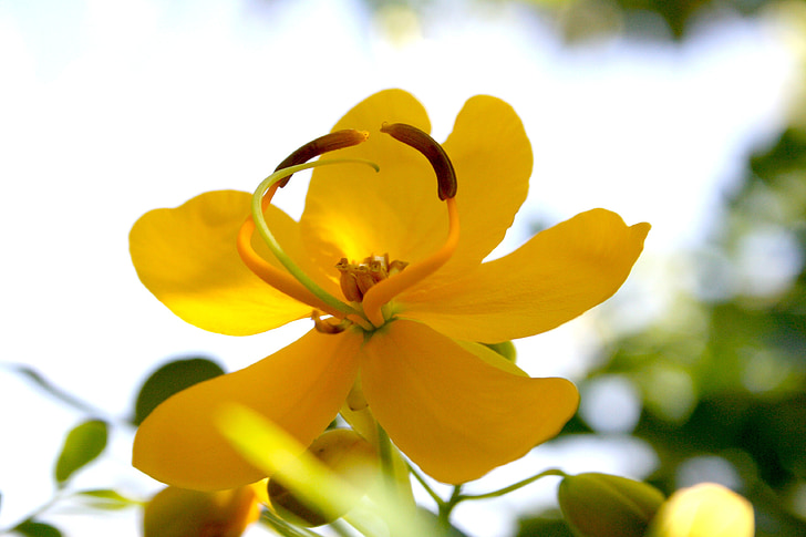 Blume, Blume des Feldes, gelb, gelbe Blume, Natur, Garten