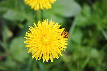 Dandelion, lebah, bunga debu, debu, Sonchus oleraceus, bunga, bidang