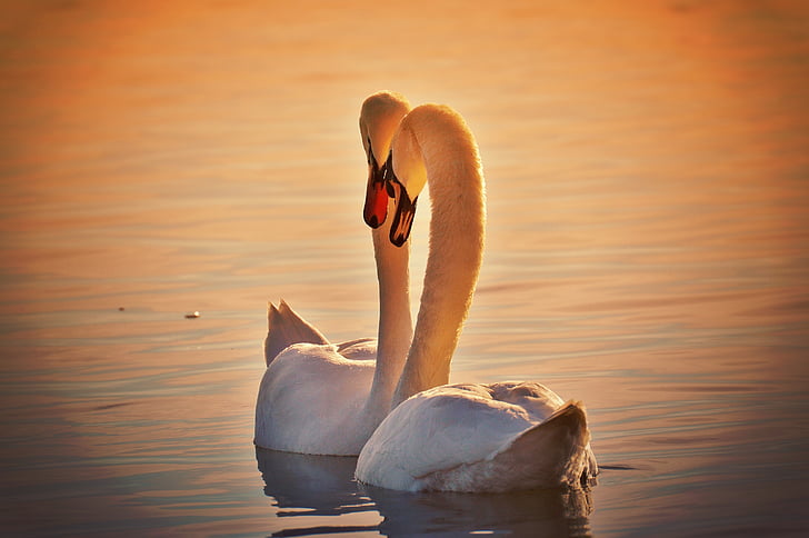 swans, pair, water, lake constance, animal world, lake, bird
