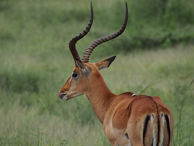 africa, animal, kudu, horns, safari