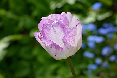 tulip, flower, plant, blossom, bloom, pink-white, garden