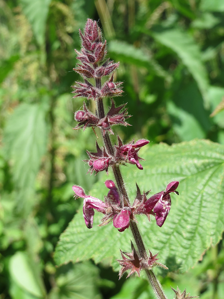 stachys sylvatica, hedge woundwort, hedge nettle, wildflower, flora, botany, plant