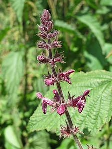 Stachys sylvatica, gard viu woundwort, gard viu urzica, Wildflower, Flora, Botanica, plante