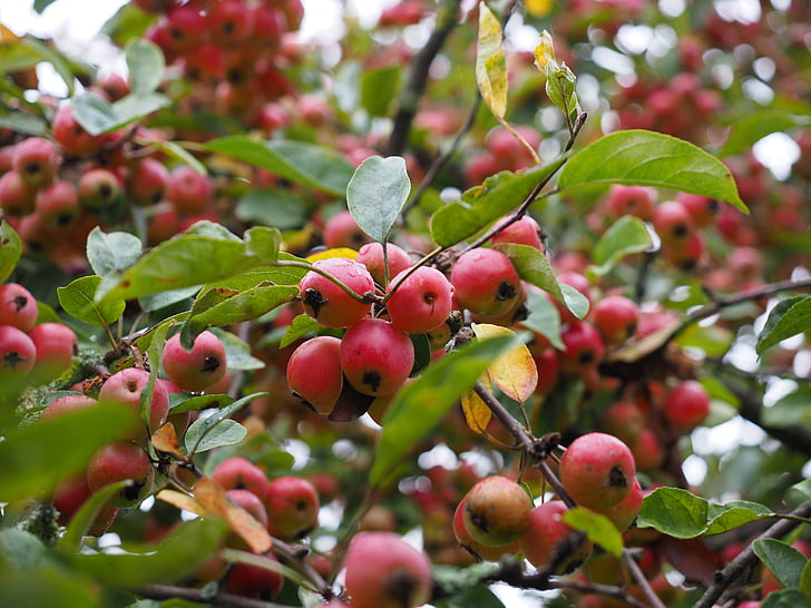 enfeite, Apple, pequeno, árvore ornamental, frutos ornamentais, Malus, rosa com efeito de estufa