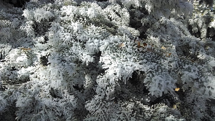 pozimi, drevo, Frost, sneg, bela, zasneženih, na prostem