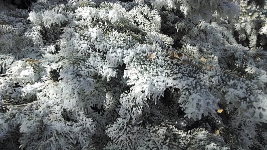 winter, tree, frost, snow, white, snowy, outdoors