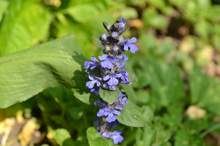 bugle, wild, flower, blue, close-up, nature, purple