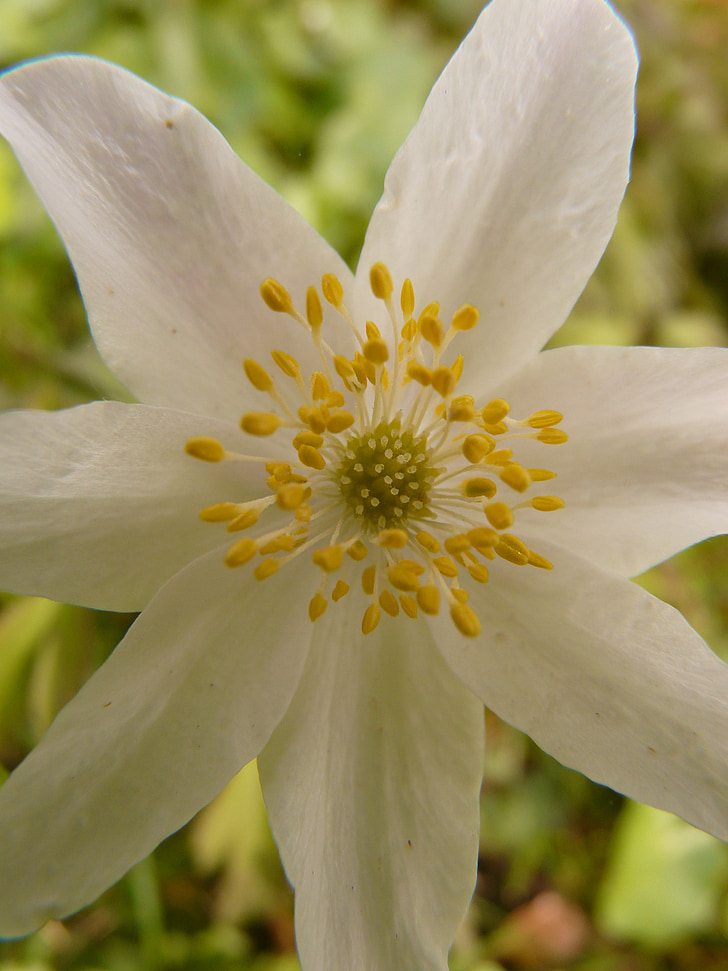 wood anemone, anemone, hahnenfußgewächs, flower, blossom, bloom, plant