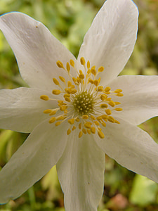 дърво anemone, Anemone, hahnenfußgewächs, цвете, Блосъм, Блум, растителна