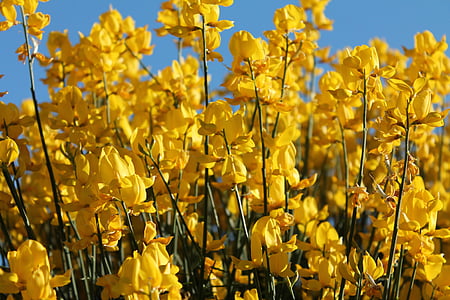 flores amarillas, primavera, amarillo, flor, Color, planta, floración