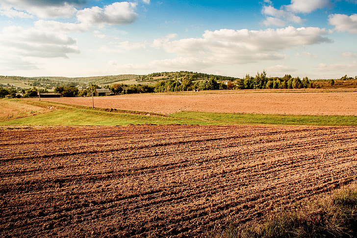 felt, høst, Village, dyrkning af, landbrug, majs, Polen village