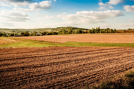 pole, sklizeň, vesnice, pěstování, zemědělství, kukuřice, vesnice v Polsku