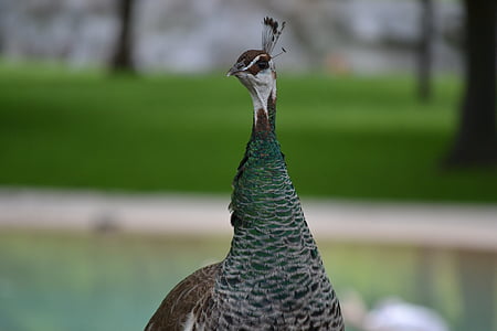 peacock, bird, wildlife, vibrant, peafowl, blue, green