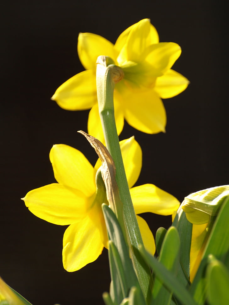 Narcissus, Stengel, kollane, lill, loodus, taim, nartsiss