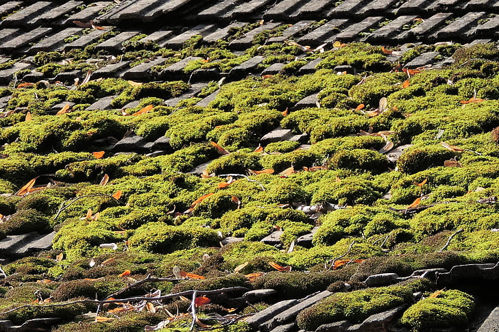 dak, tegel, Moss, oude, verlof, baksteen