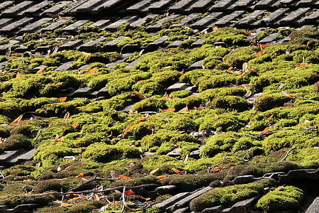 mái nhà, Ngói, rêu, cũ, để lại, gạch