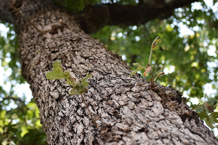 treet, blad, bark, natur