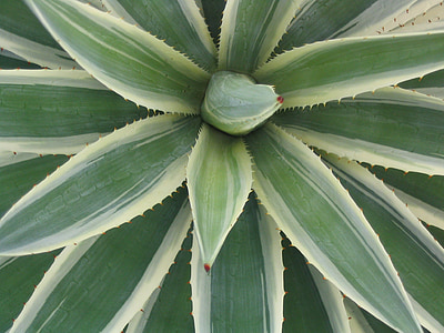 cactus, leaf, green, desert, plant, spike, thorn