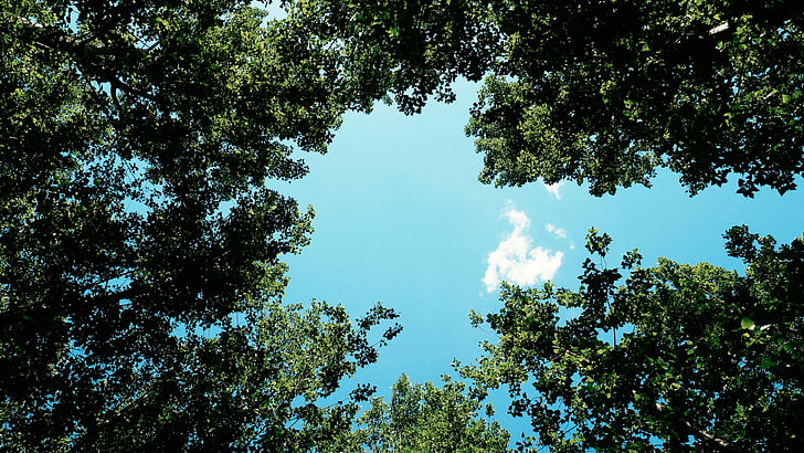 nature, trees, clouds, sky, green, blue, sunshine