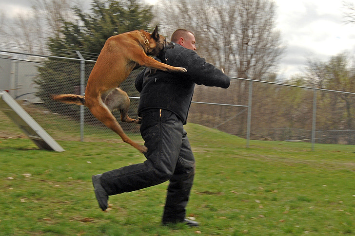 dog, man, attacking, canine, training, jumping, running