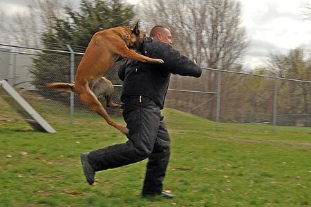 สุนัข, คน, โจมตี, สุนัข, การฝึกอบรม, กระโดด, เรียกใช้