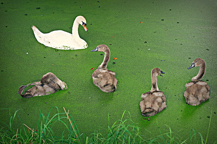 swan, cygnet, bird, waterbird, chick, young, family