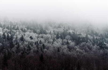 自然, 風景, 森の中, フォレスト, 空中, 霧, 木