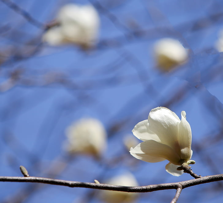 Magnolia, fehér magnolia, fehér virágok, virág-fa, Blossom, fehér, virágok