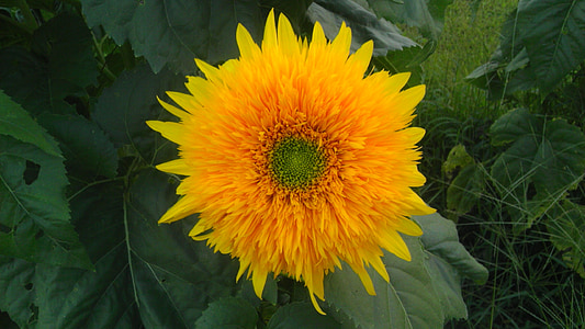 sunflower, flower, yellow, summer, sun, sunlight