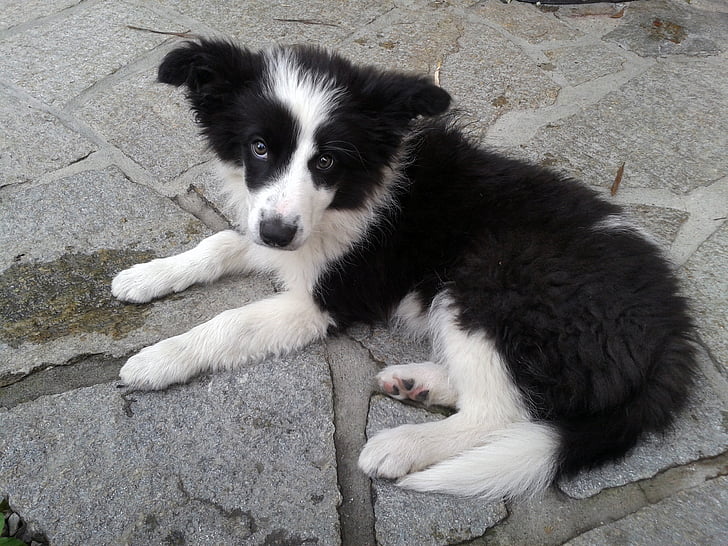 border collie, anjing, damai, anjing